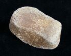 Small Edmontosaurus Toe Bone - Montana #9945-1